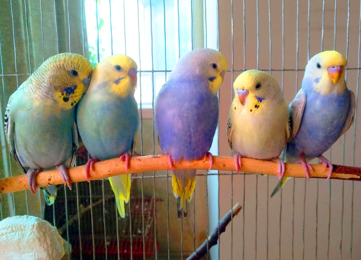 make Budgie Happy